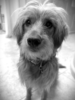Small dog